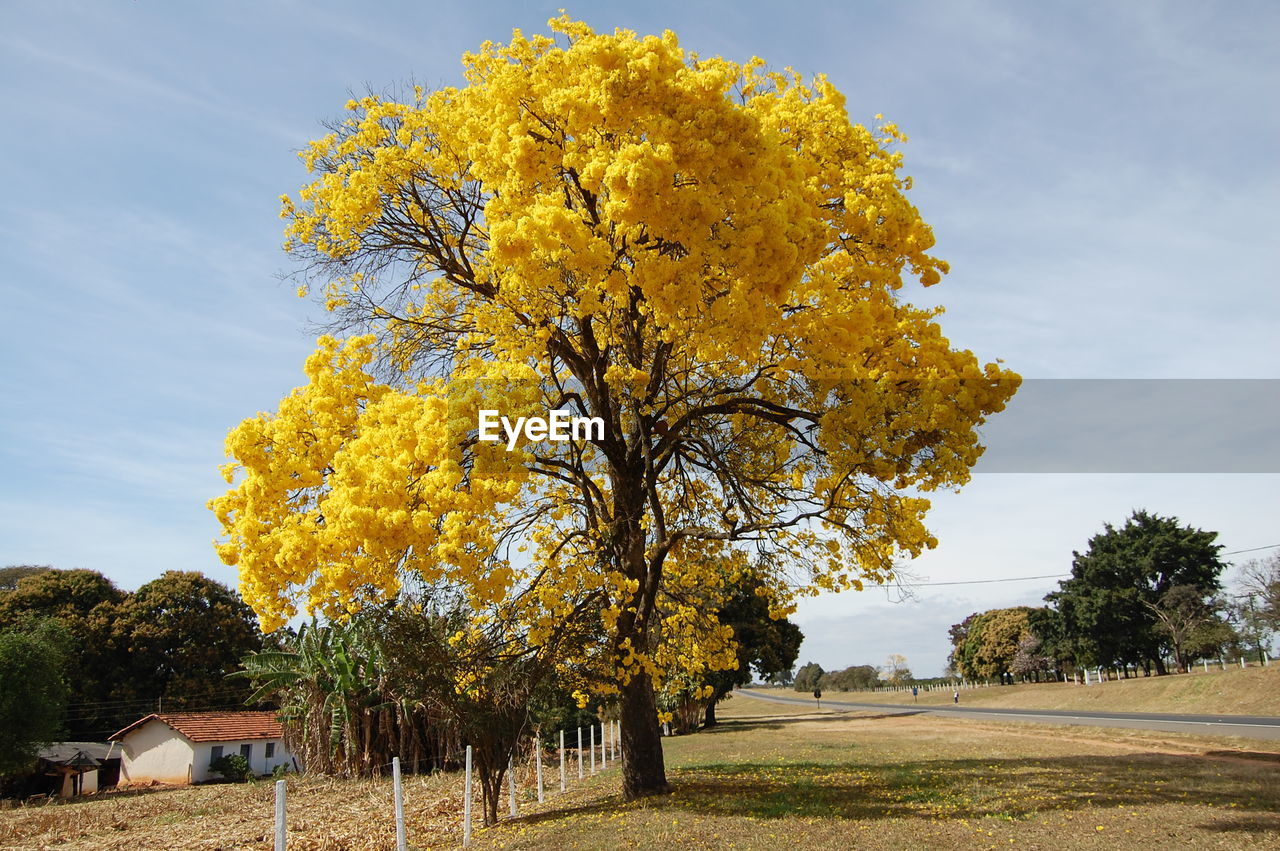 Trees on field against sky during autumn