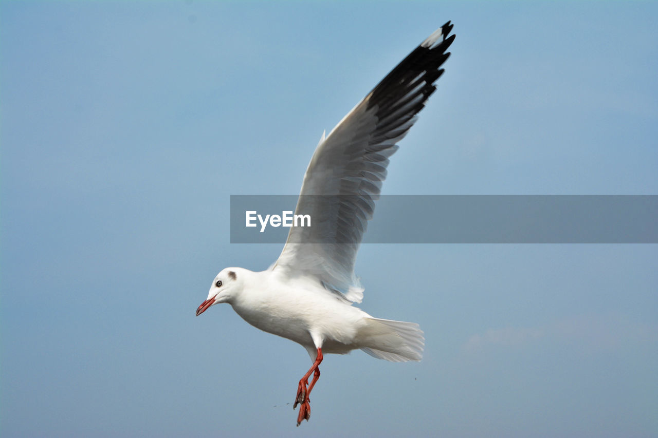 SEAGULL FLYING AGAINST CLEAR SKY