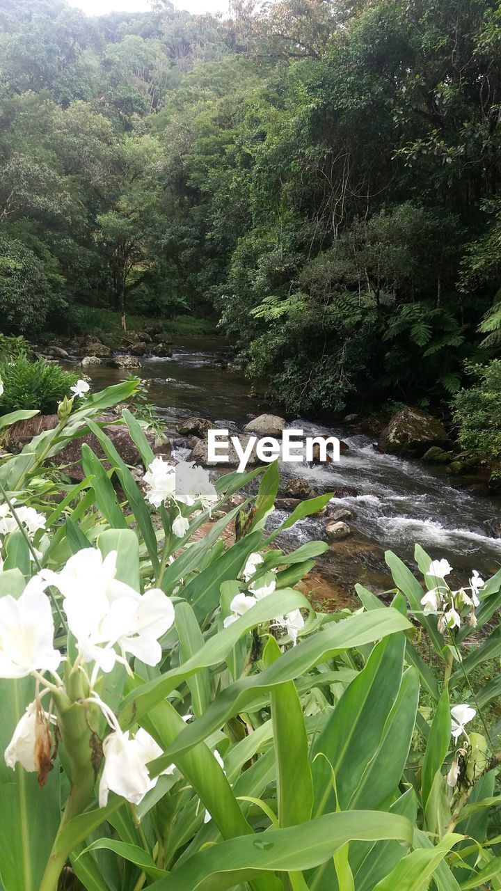 SCENIC VIEW OF FOREST