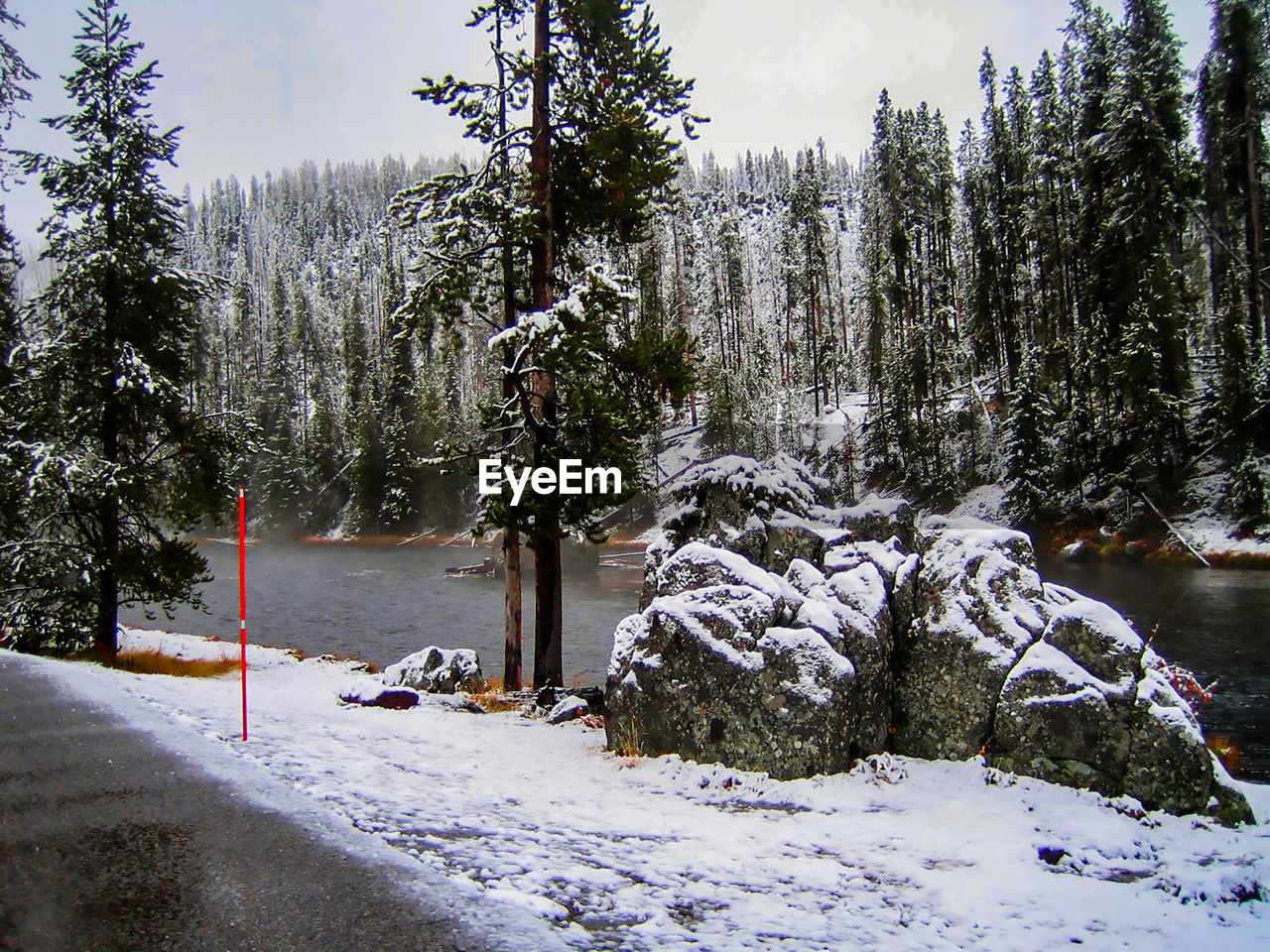 SNOW COVERED TREES IN FOREST