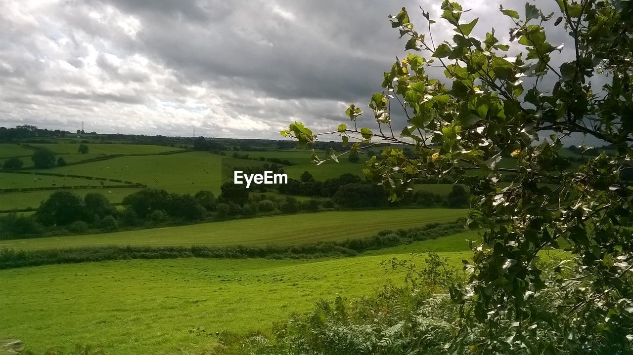 SCENIC VIEW OF GREEN FIELD AGAINST SKY