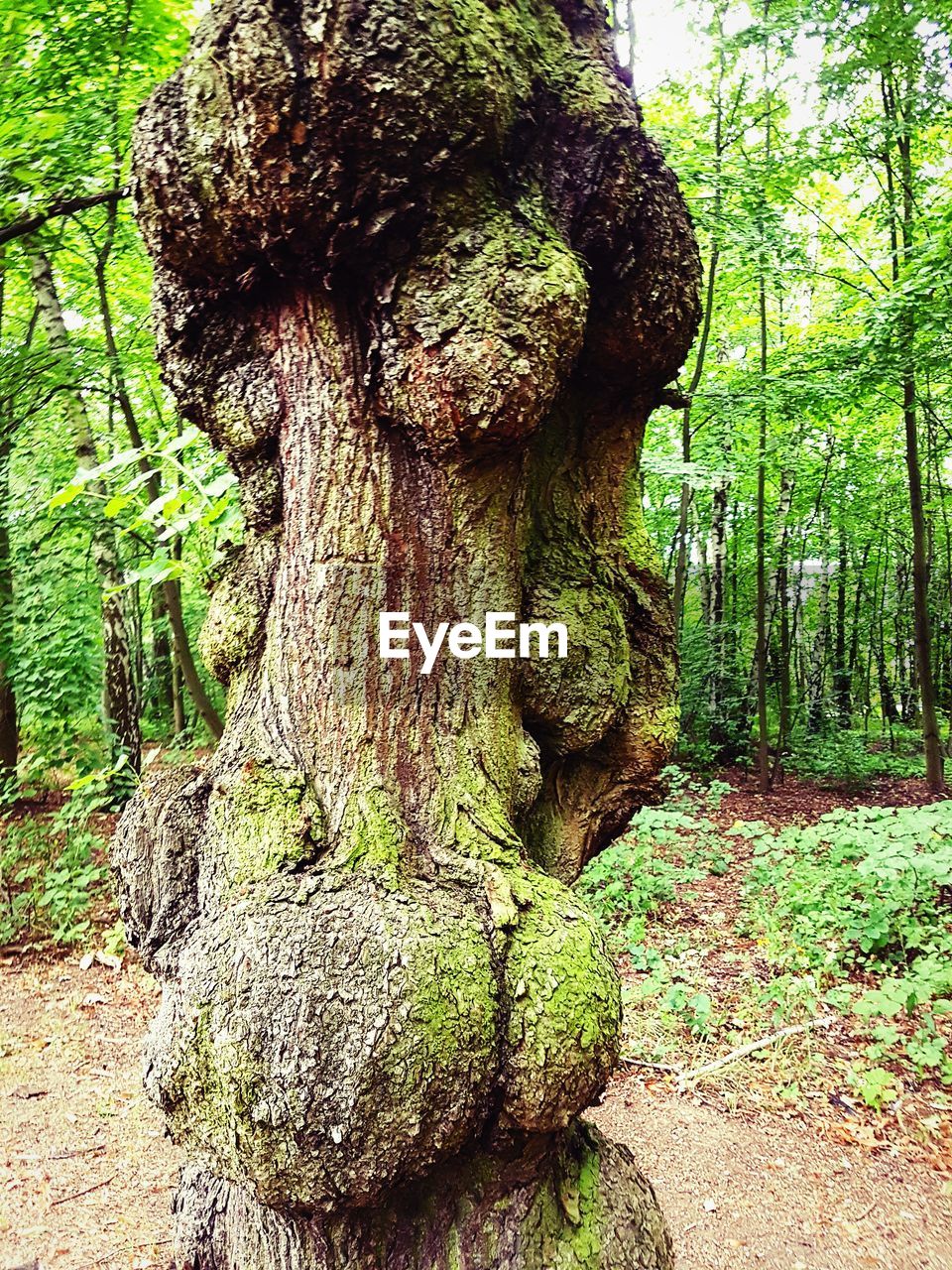 CLOSE-UP OF TREE TRUNK