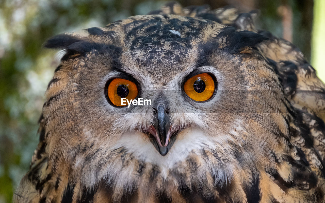 Close-up portrait of owl