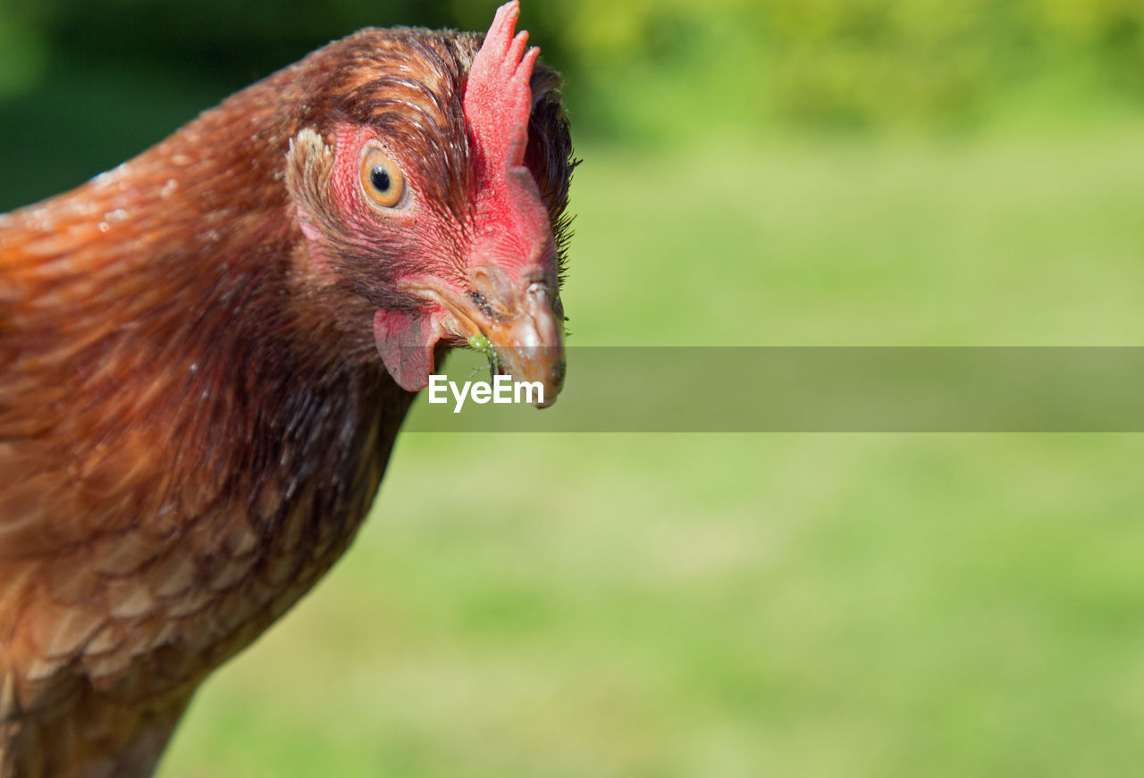 CLOSE-UP OF ROOSTER OUTDOORS