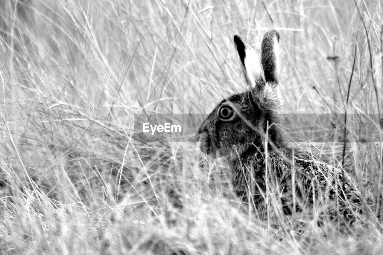 Close-up of rabbit on grass