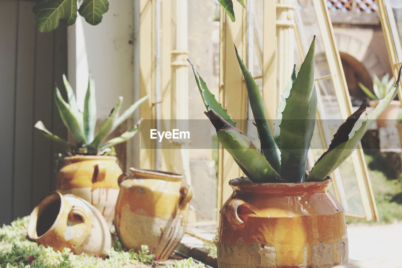 CLOSE-UP OF POTTED PLANT