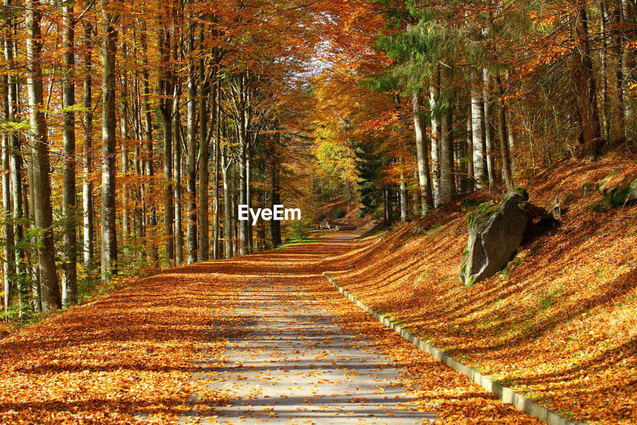 Dirt road amidst trees in forest during autumn