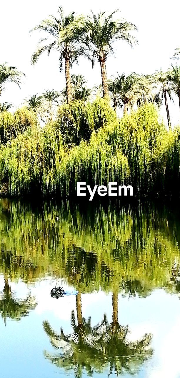 water, reflection, plant, tree, lake, nature, tranquility, beauty in nature, green, sky, tranquil scene, growth, day, no people, palm tree, scenics - nature, outdoors, tropical climate, wetland, flower, waterfront, standing water, swamp, non-urban scene, idyllic, vegetation