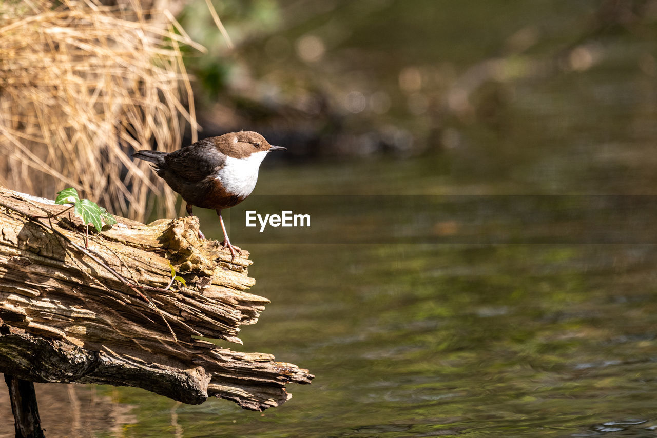 animal themes, animal, bird, animal wildlife, wildlife, nature, one animal, water, perching, lake, no people, wood, beak, tree, full length, outdoors, plant, sunlight, beauty in nature, sunbeam, focus on foreground, day, side view, landscape, environment, grass, branch, sunny, brown, songbird, portrait, multi colored, outdoor pursuit, animal body part, selective focus, springtime