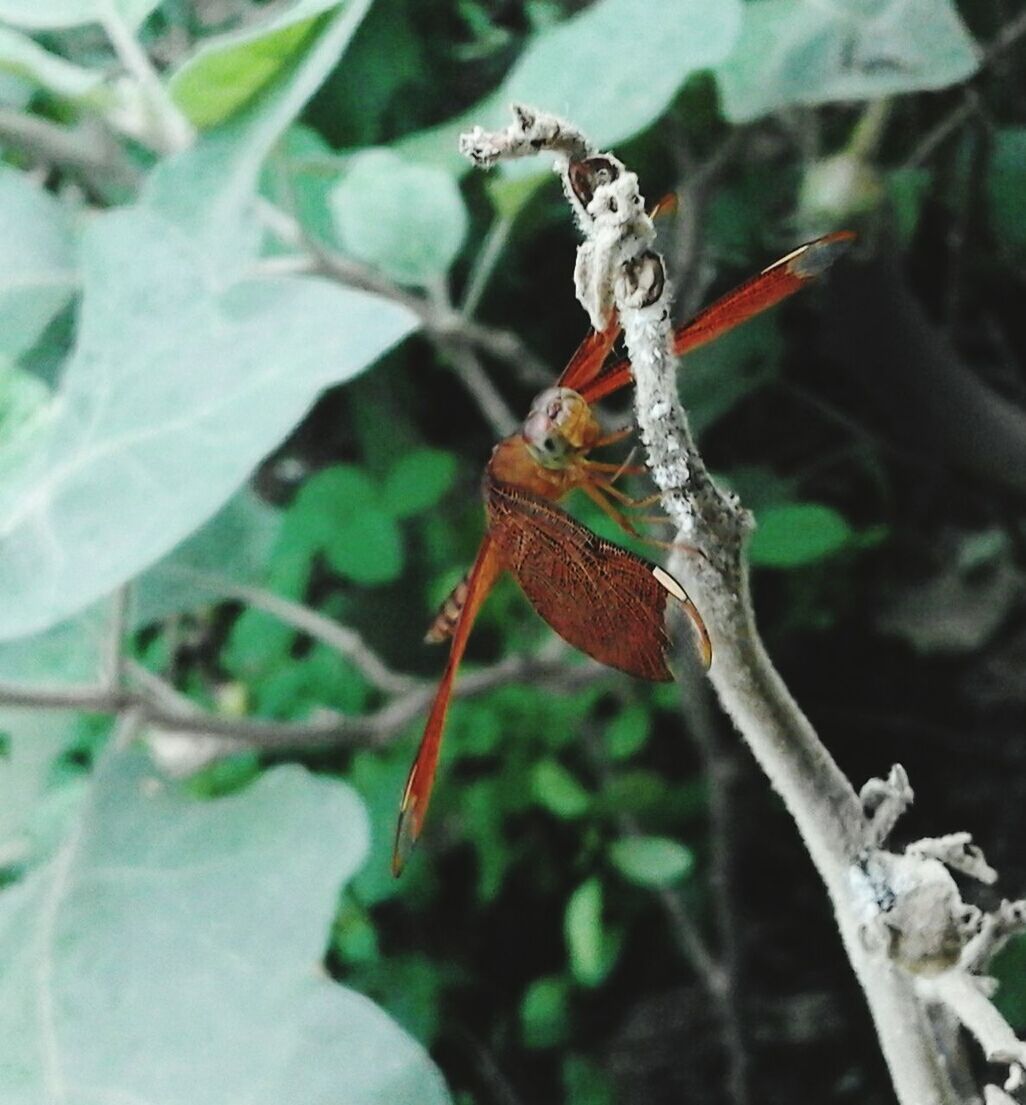 CLOSE-UP OF INSECT ON BRANCH