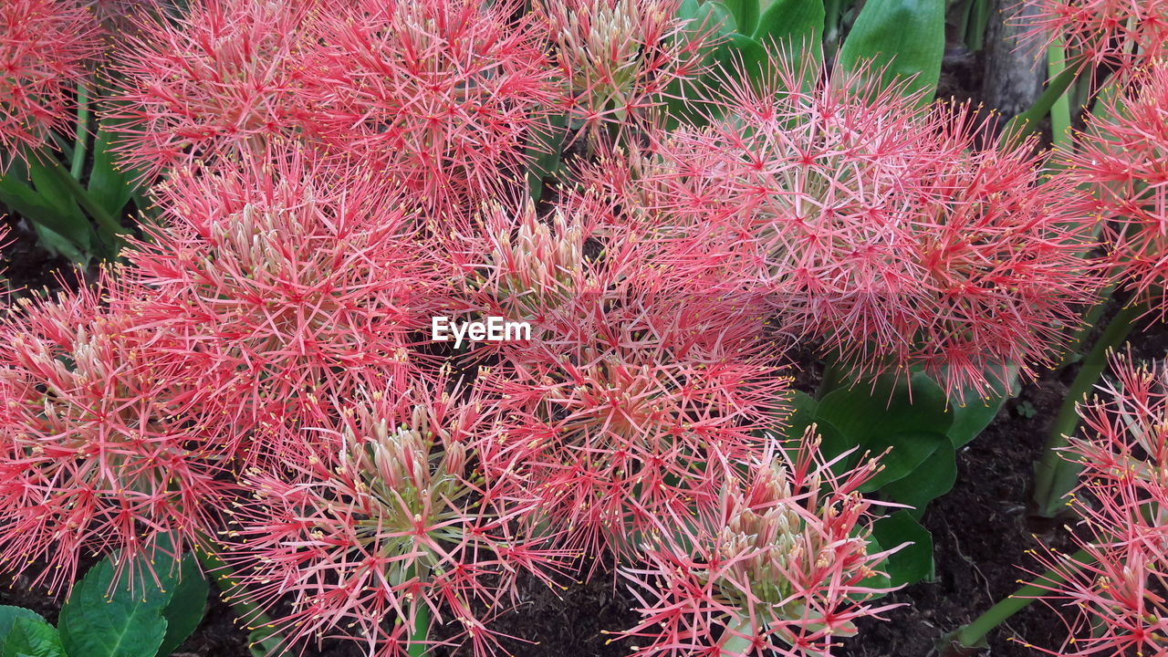 CLOSE-UP OF RED PLANT