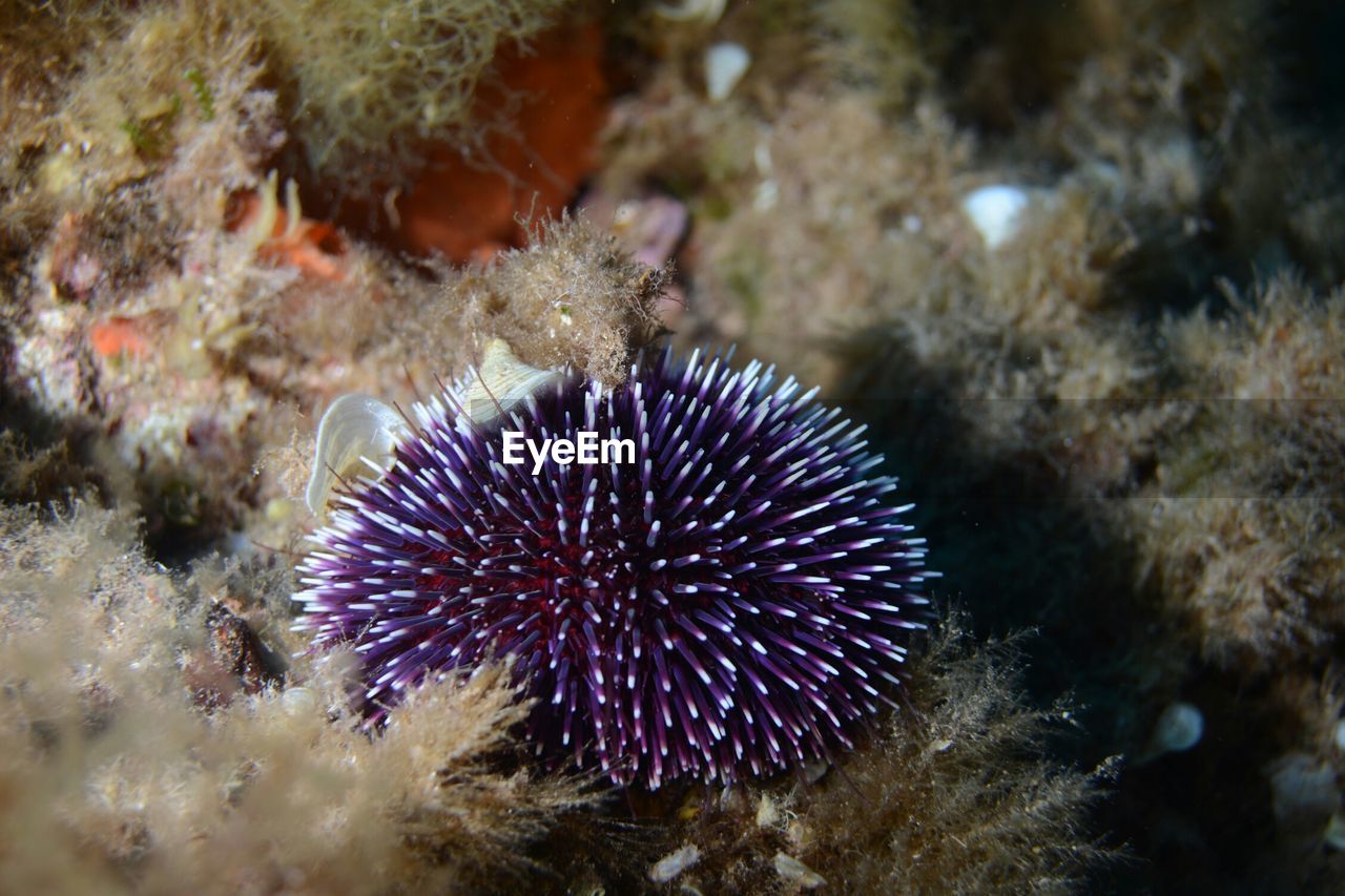 High angle view of sea urchin