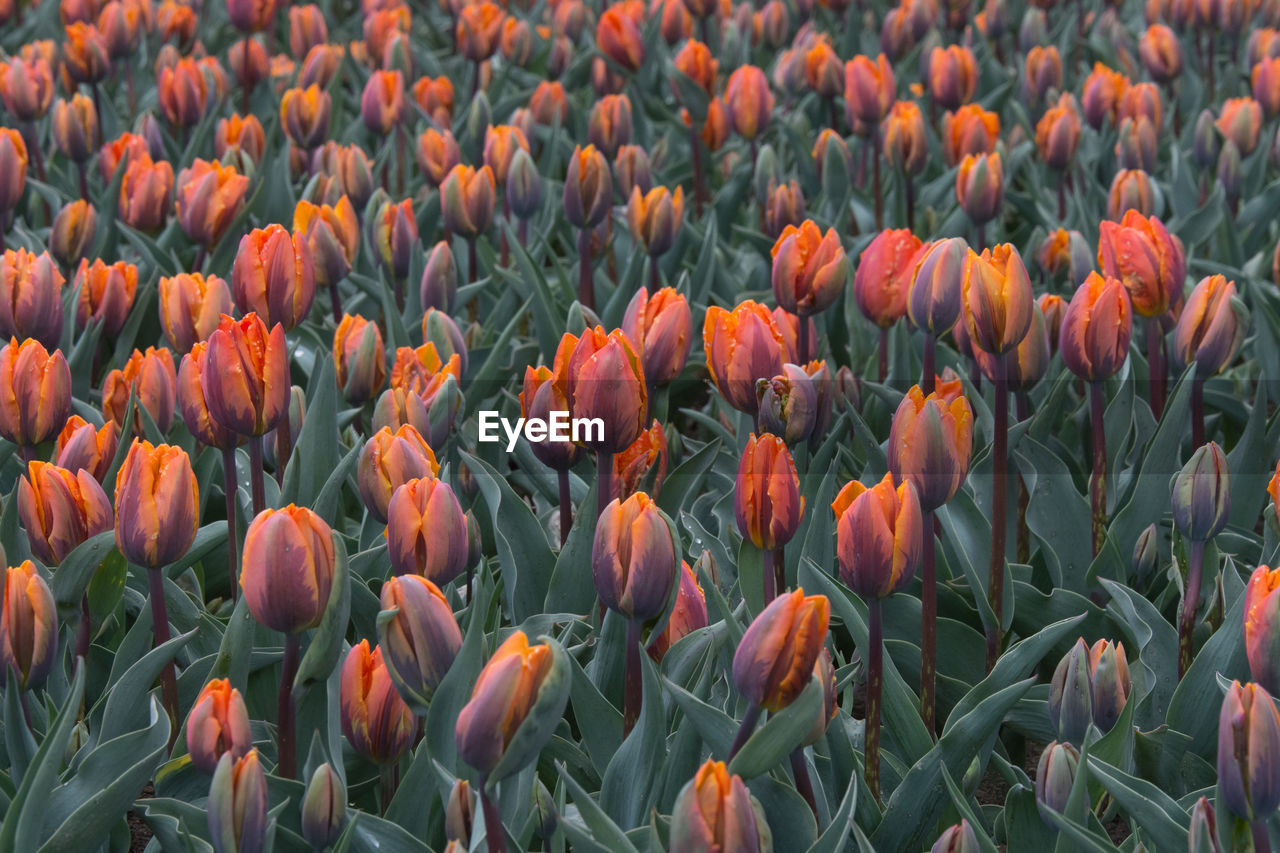 Close-up of orange tulips blooming on field
