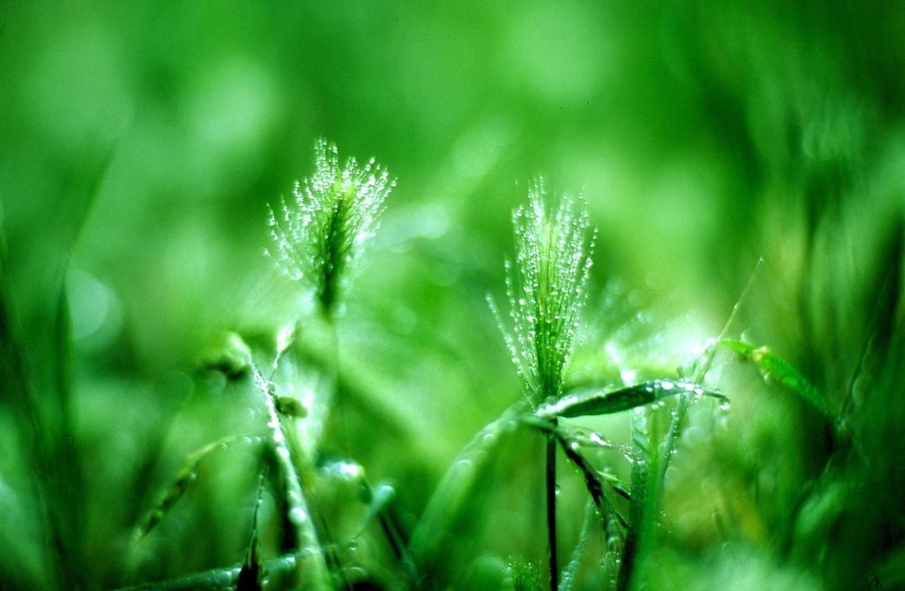 Blurred close-up of green plant