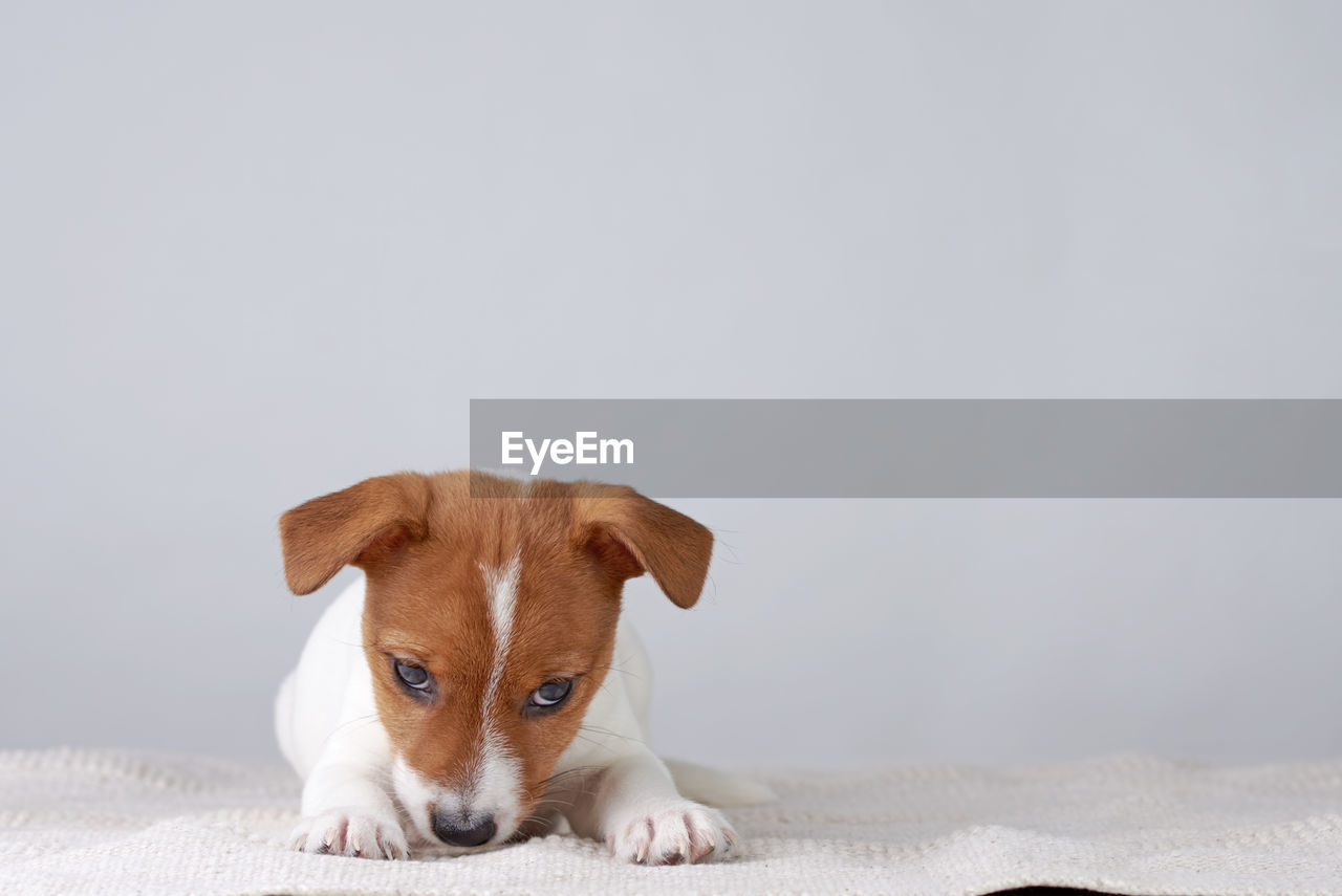 Jack russel terrier puppy dog lies on gray background