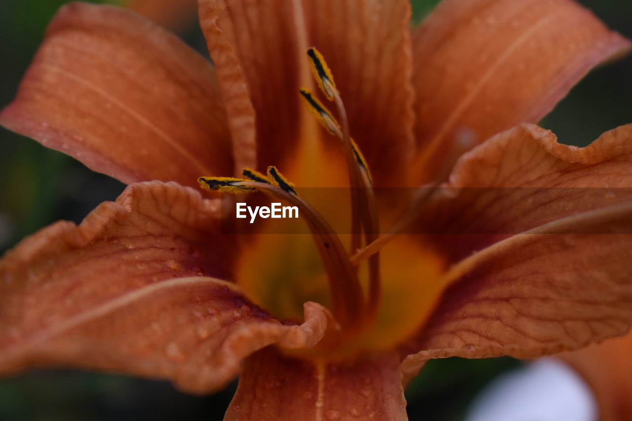 Close-up of orange day lily