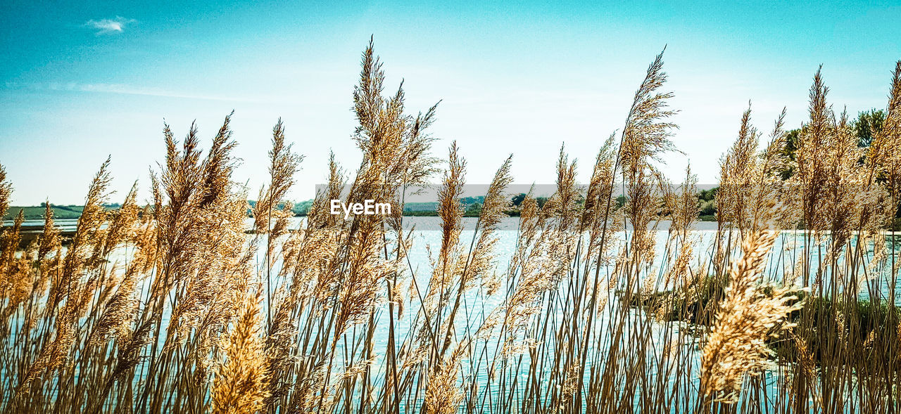 PLANTS GROWING ON LAND