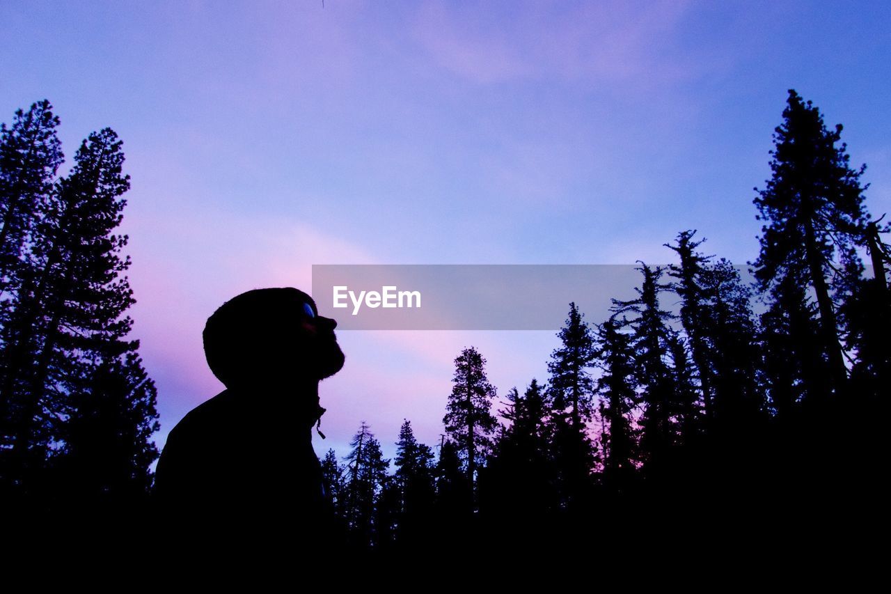 SILHOUETTE OF TREES AT SUNSET