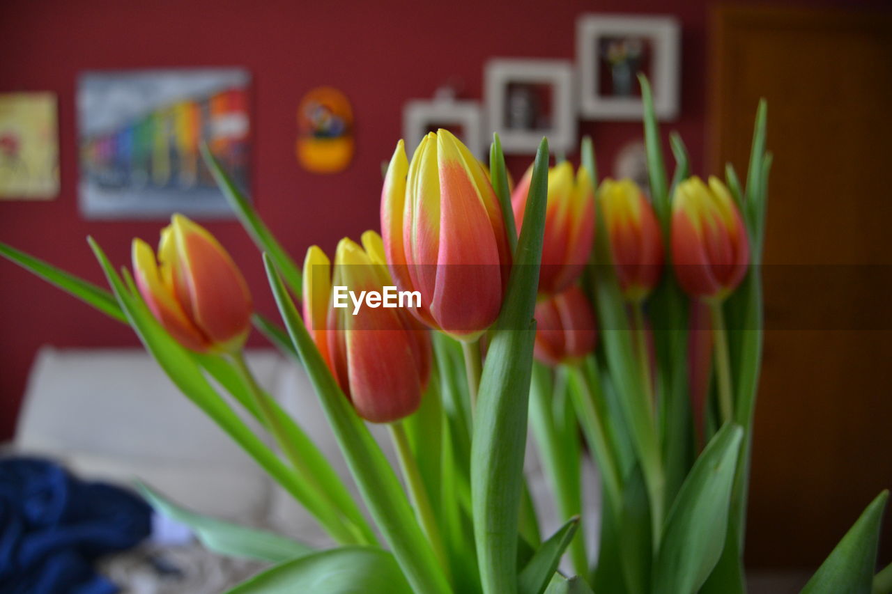 CLOSE-UP OF TULIP IN VASE