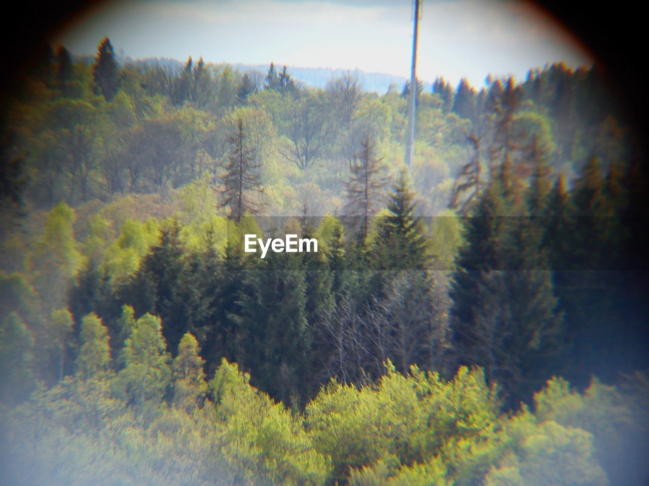 SCENIC VIEW OF PINE TREES IN FOREST