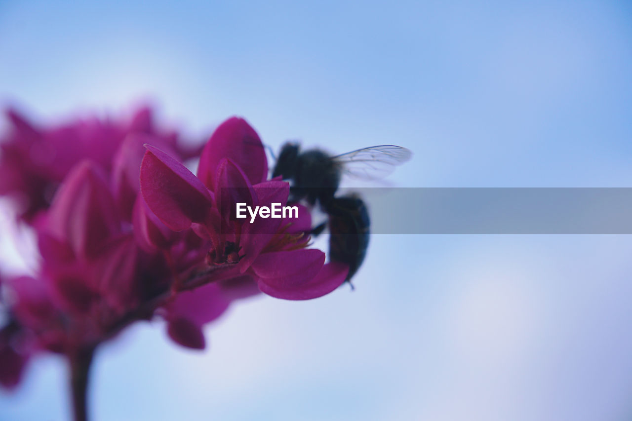 CLOSE-UP OF HONEY BEE ON PURPLE FLOWERING PLANT