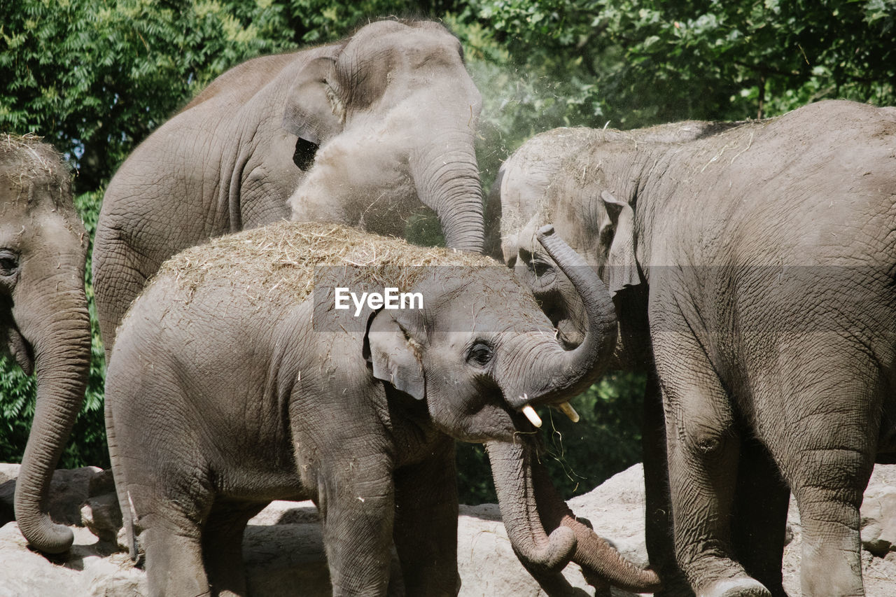 VIEW OF ELEPHANT