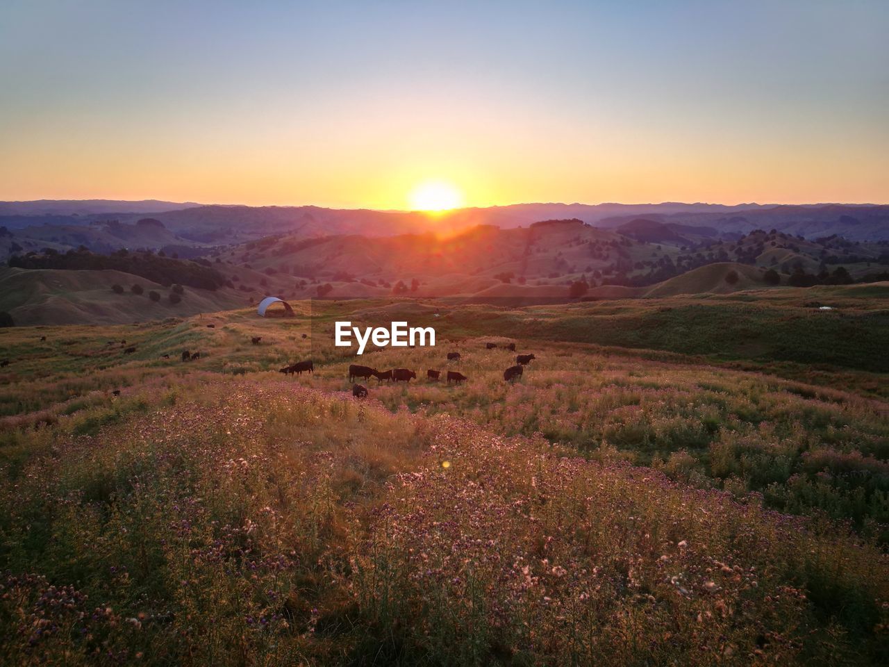 Scenic view of field against sky during sunset
