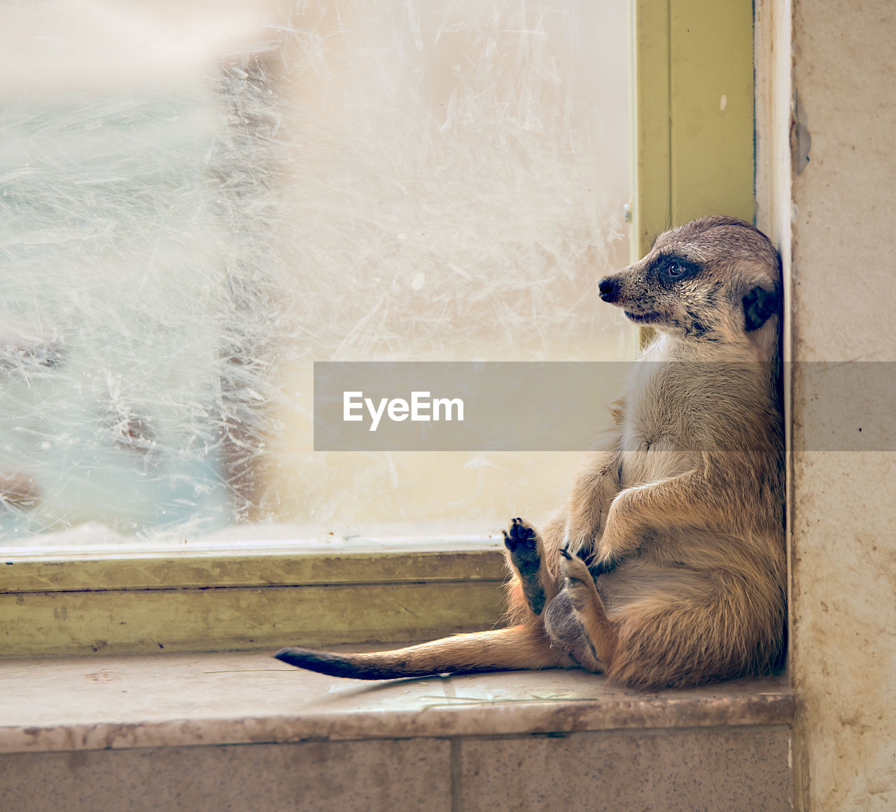 Close-up of meerkat sitting on window sill