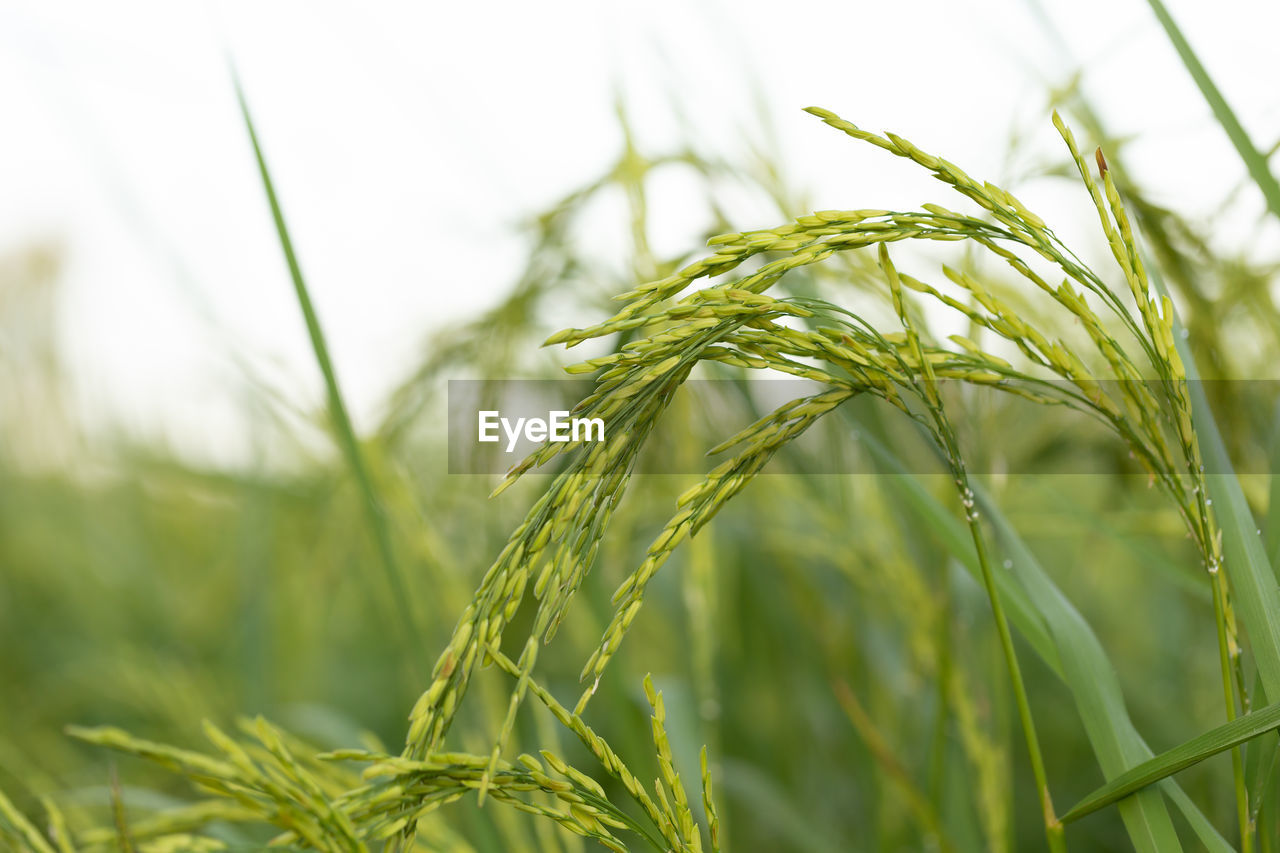 CLOSE-UP OF WHEAT FIELD