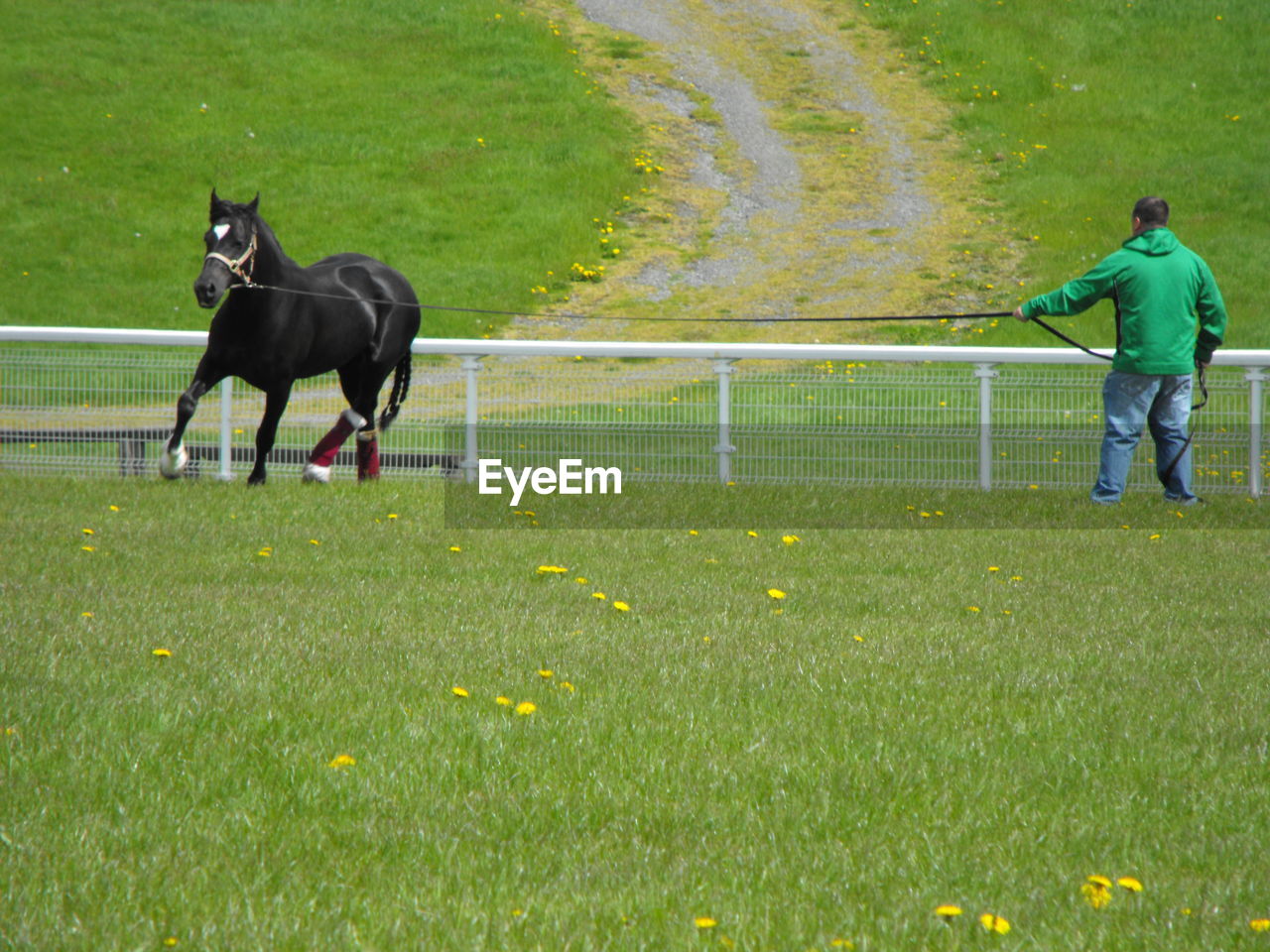 Man and horse on field