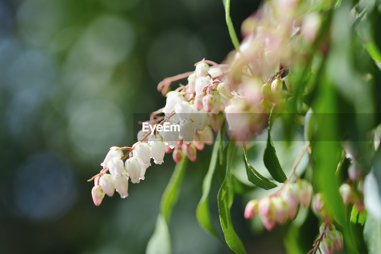 CLOSE-UP OF ANTS ON FLOWER