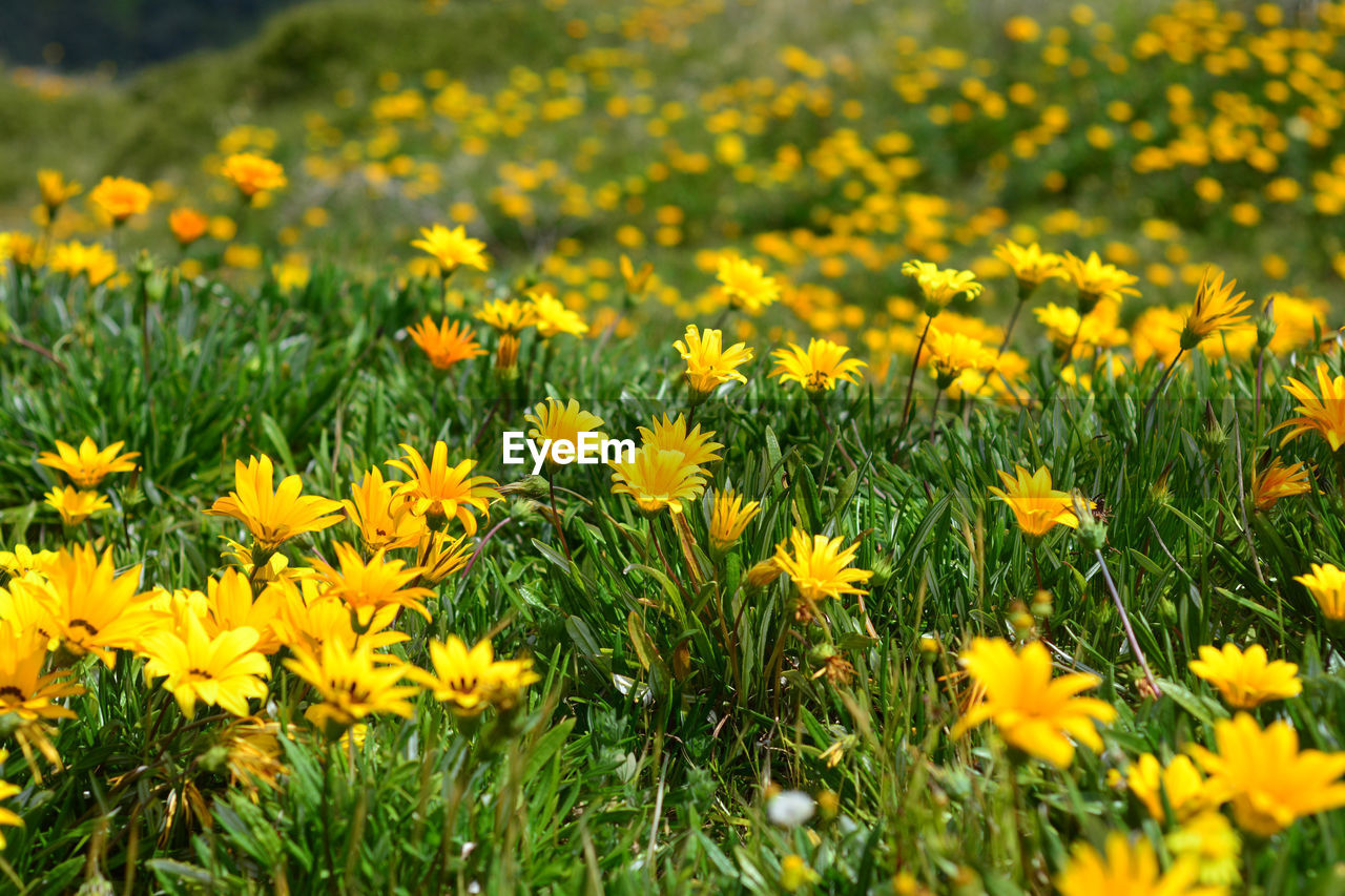 Yellow flowers blooming on field during sunny day