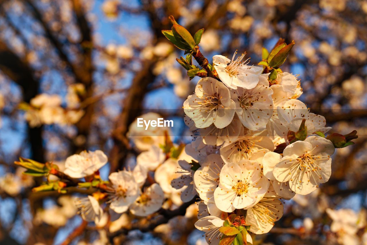 CLOSE-UP OF CHERRY BLOSSOMS