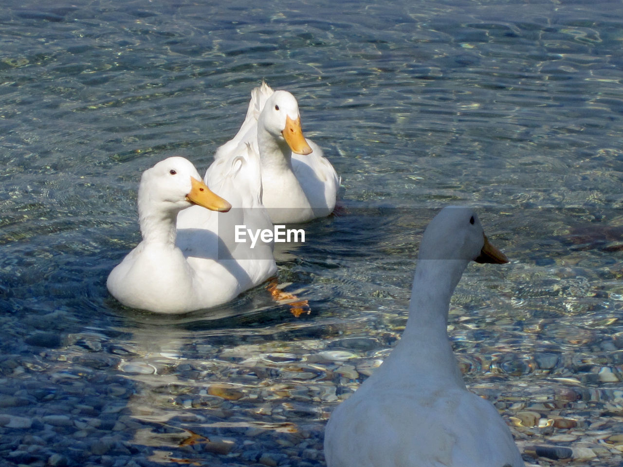 Ducks swimming in river