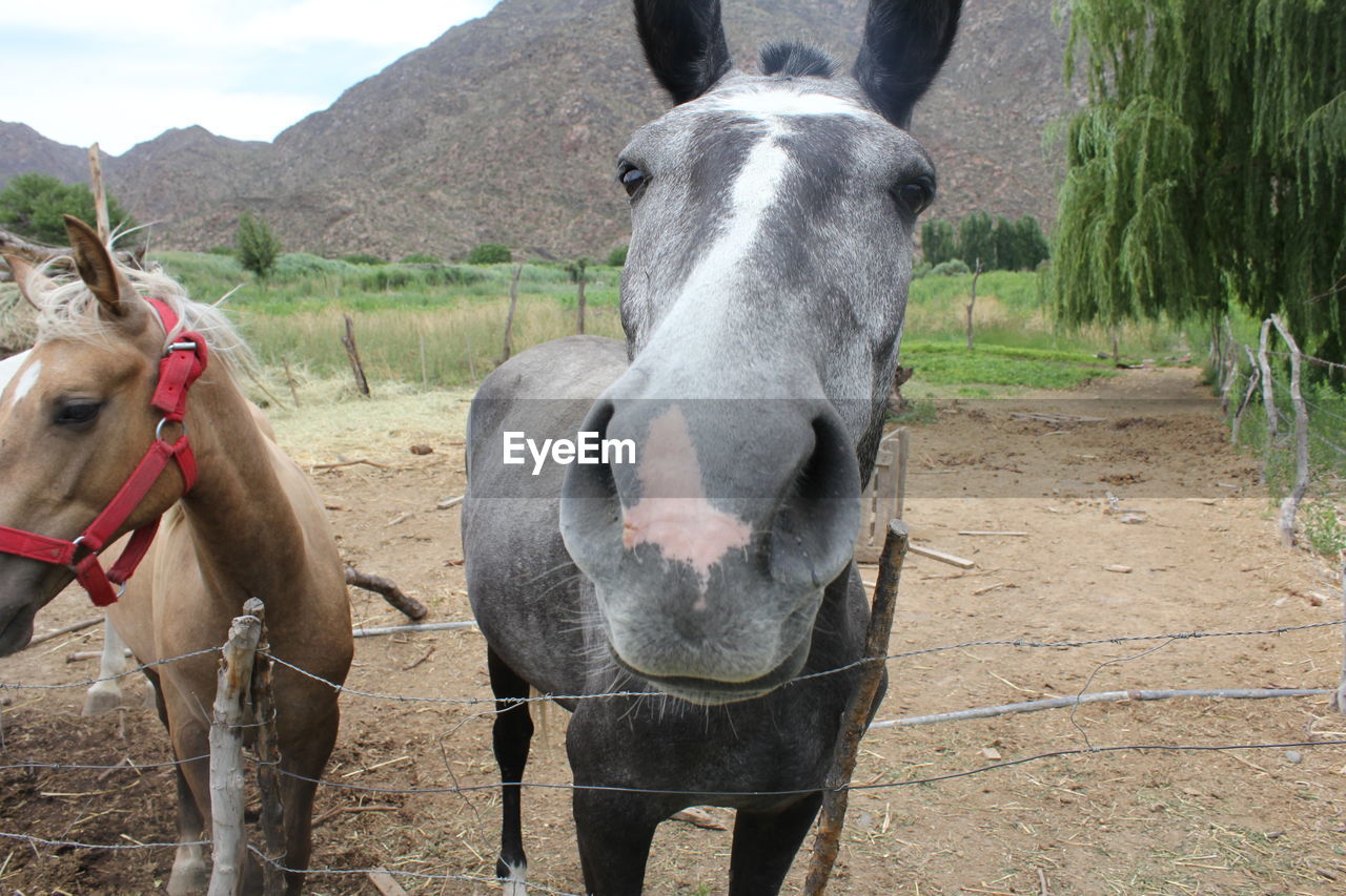 View of horses by fence in field