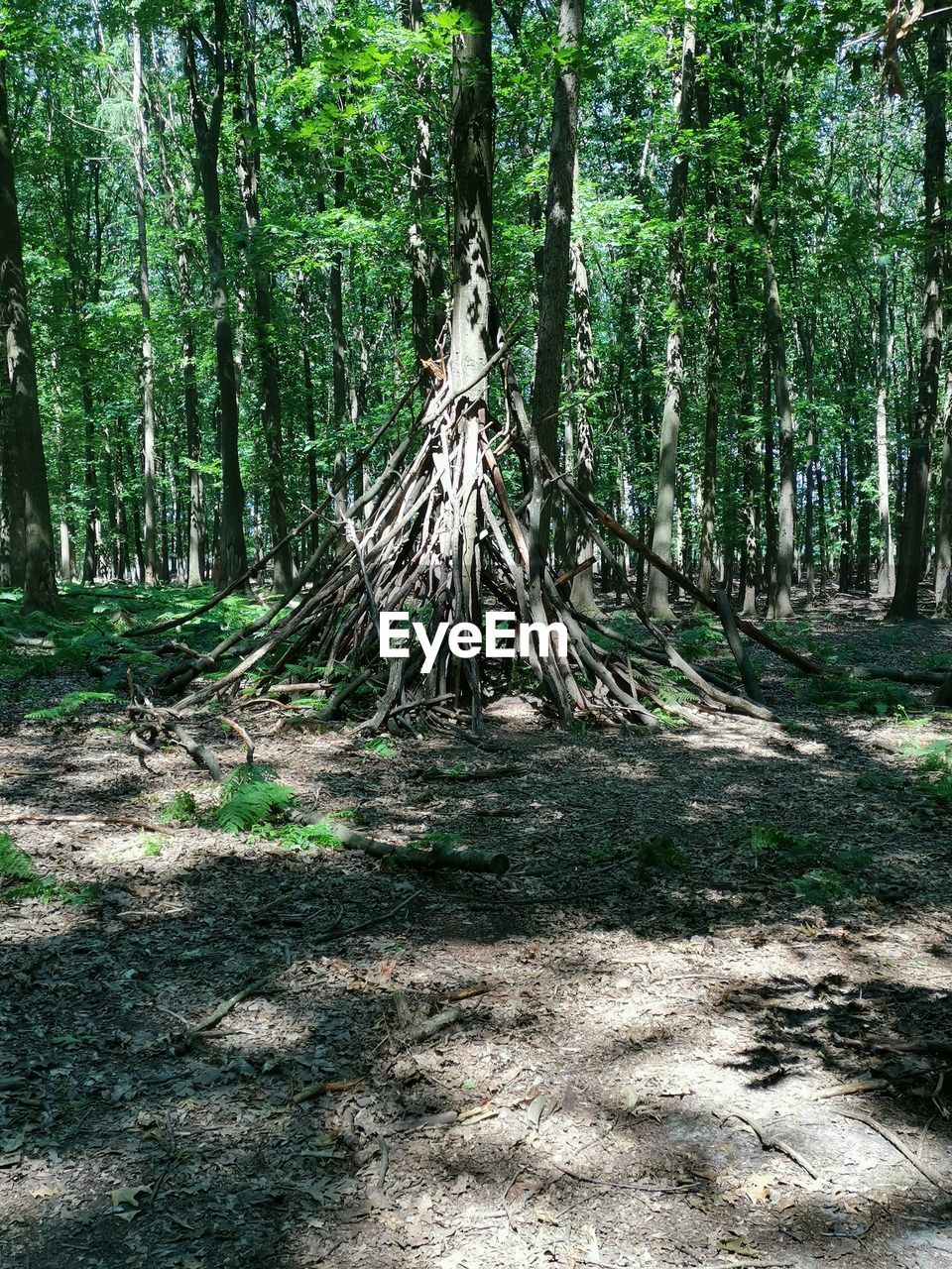 VIEW OF TREES IN FOREST