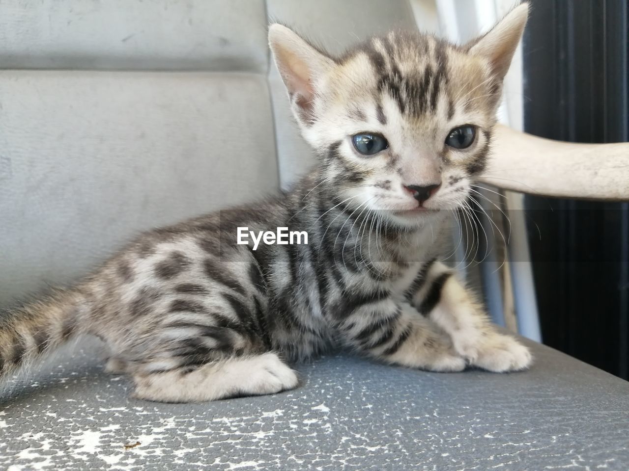 CLOSE-UP PORTRAIT OF TABBY CAT ON FLOOR