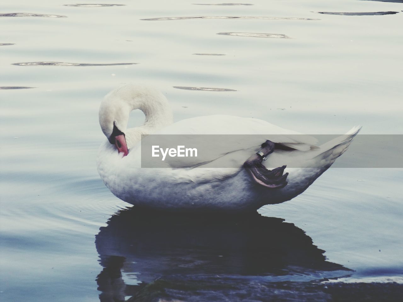 CLOSE-UP OF SWAN SWIMMING IN LAKE