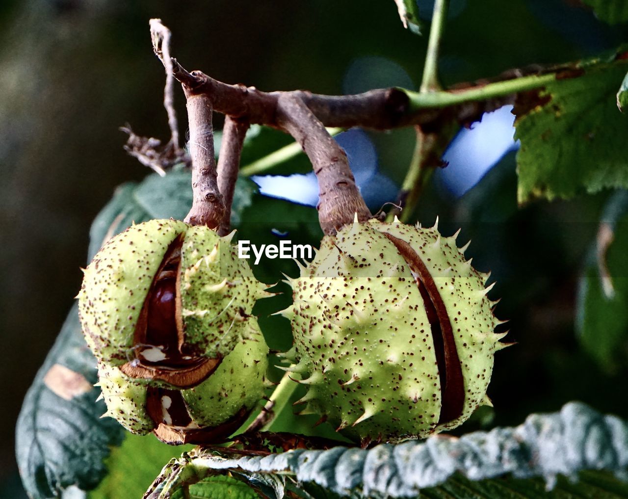 CLOSE-UP OF FRUIT ON PLANT