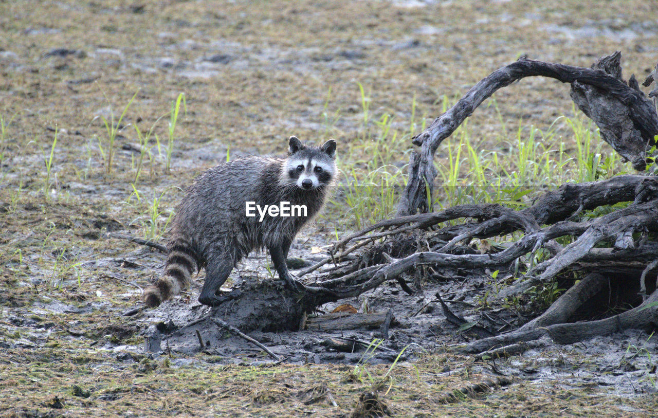 Raccoon staring at me from the bog