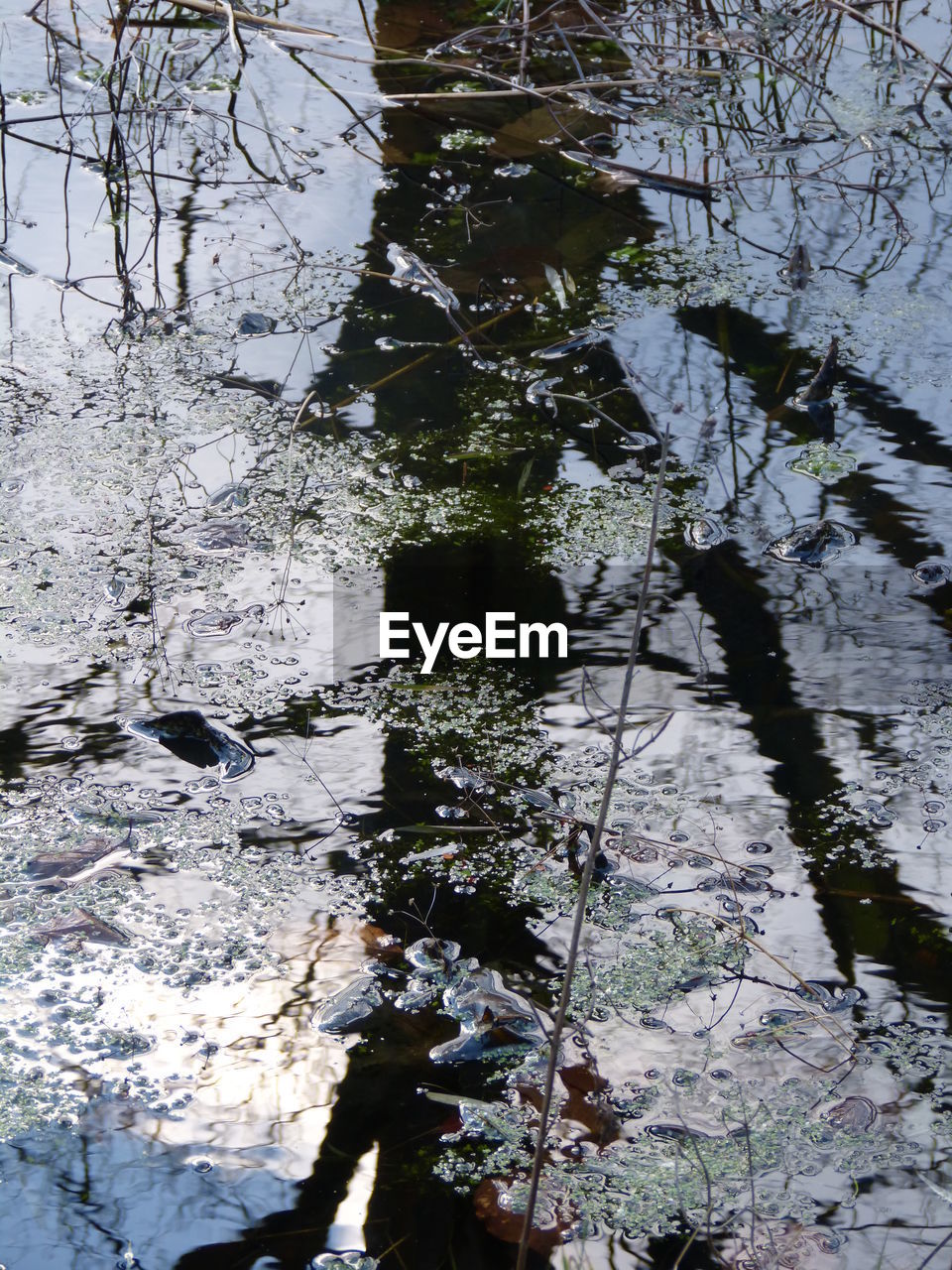 REFLECTION OF TREES IN LAKE