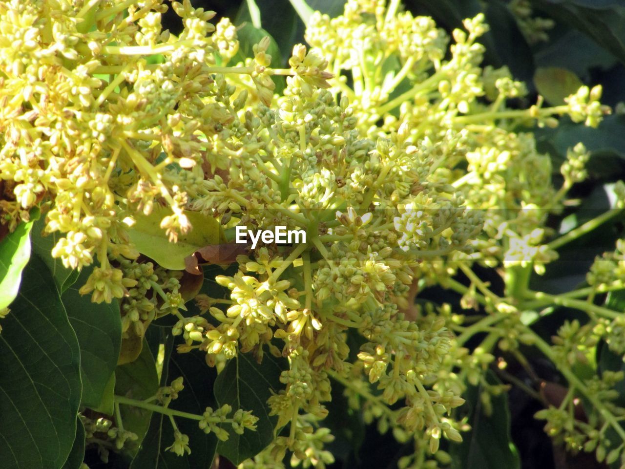 CLOSE-UP OF FRESH GREEN PLANT