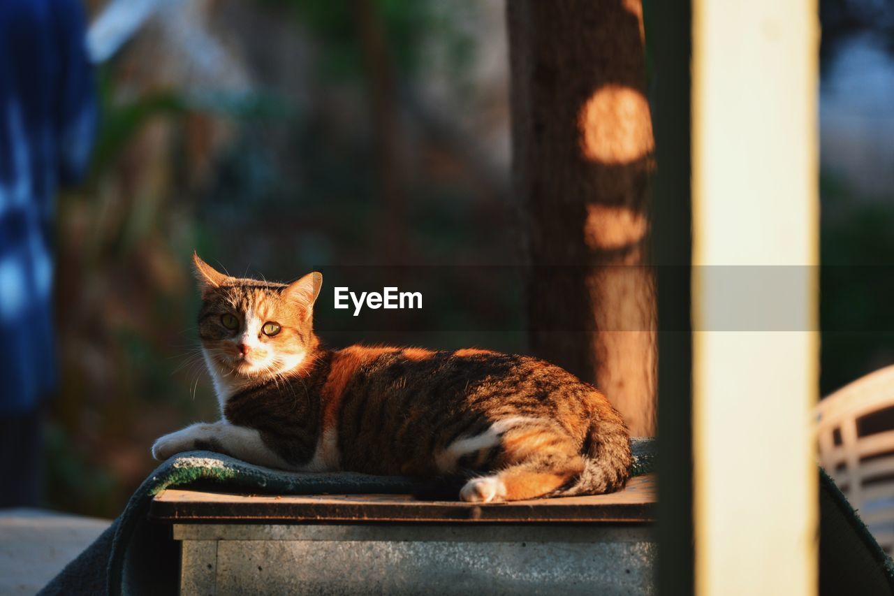 Portrait of cat lying on table