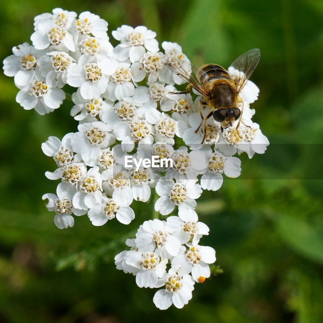 CLOSE-UP OF BEE POLLINATING ON WHITE FLOWERS