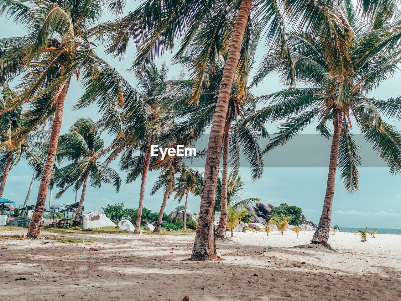 Palm trees on beach against sky