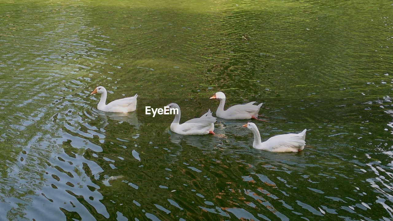 SWANS SWIMMING IN LAKE