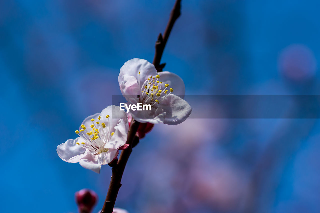 Close-up of white cherry blossom