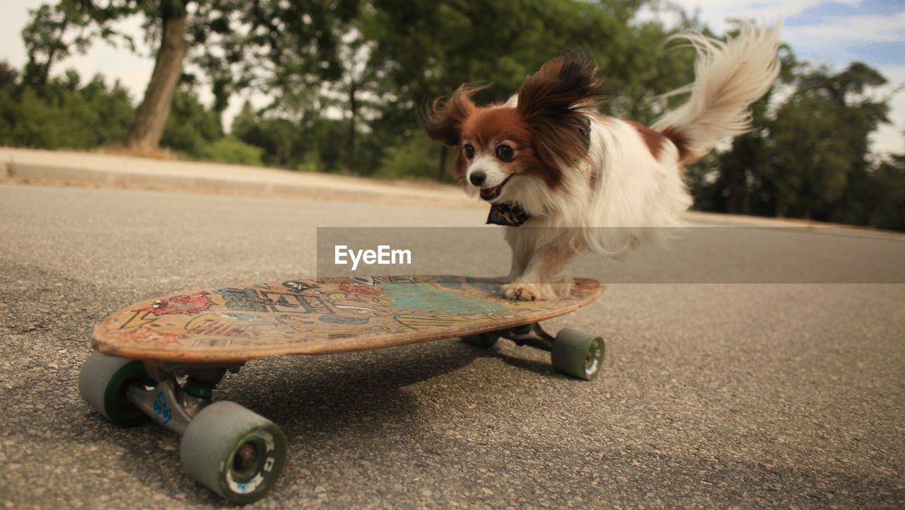 Dog standing on skateboard 