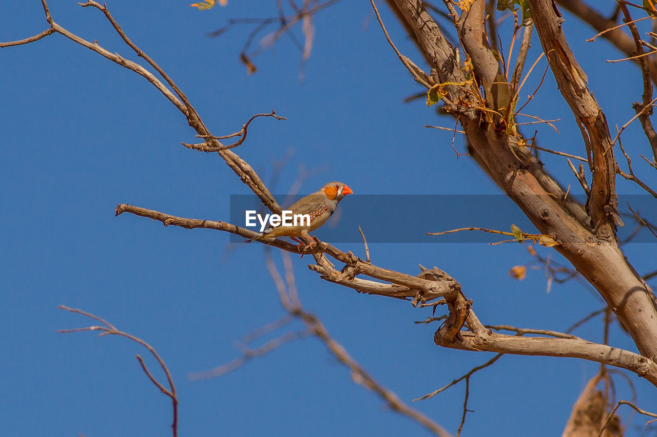 LOW ANGLE VIEW OF BIRD PERCHING ON BARE TREE