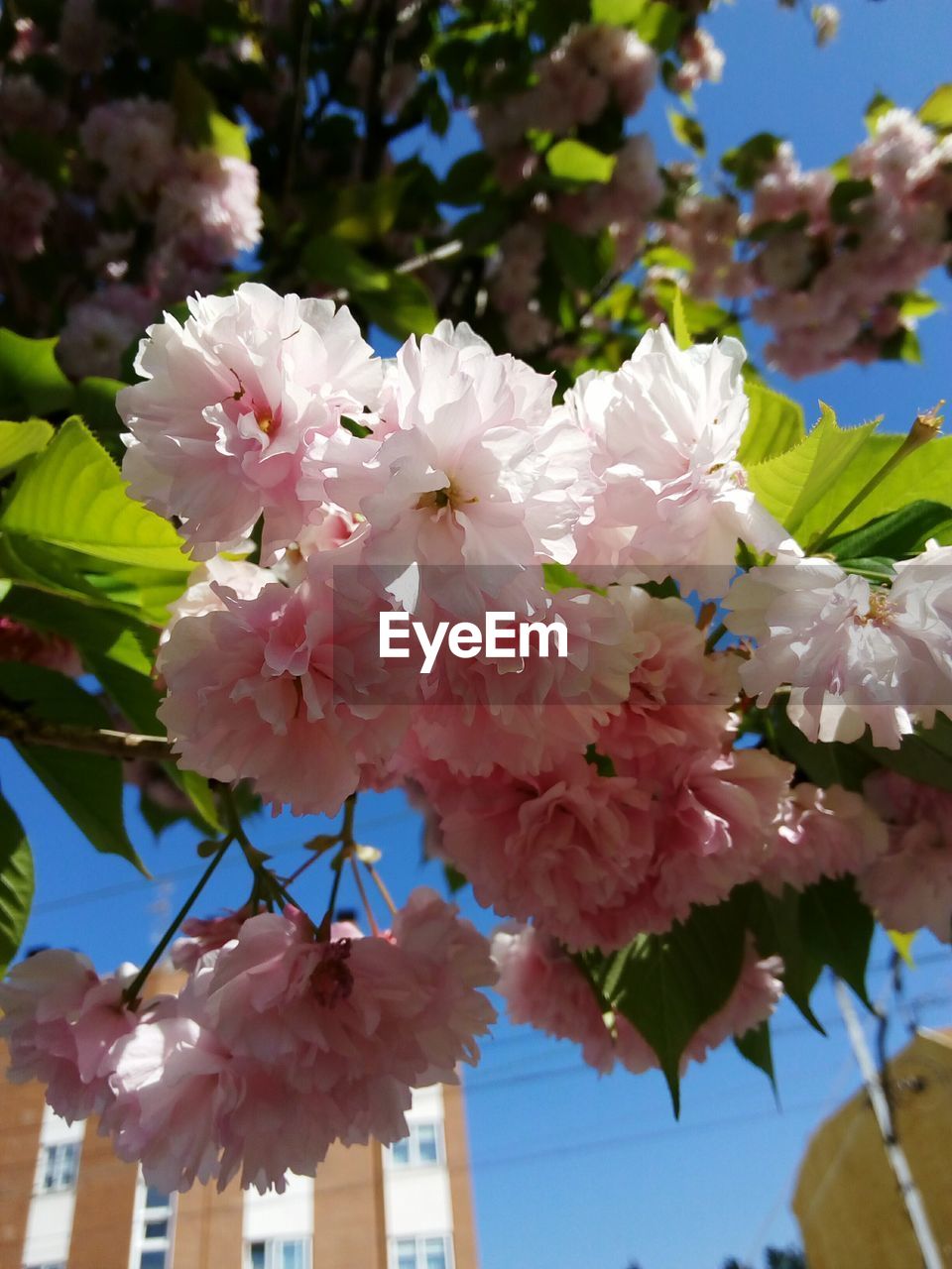 Close-up of blossom tree